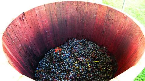 World Championship Grape Stomp