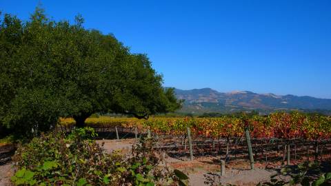 Sonoma Mountain