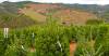 Sonoma County Christmas Tree Farms - View From Pochini Family Farm - Knights Valley