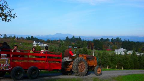 Sonoma County Christmas Tree Farms - View From Pochini Family Farm - Knights Valley