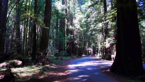 Armstrong Woods State Park