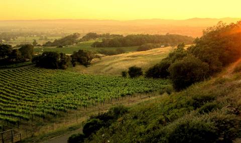 Sonoma Wedding Venues - Paradise Ridge Winery - Santa Rosa, CA