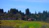 Iron Horse Winery